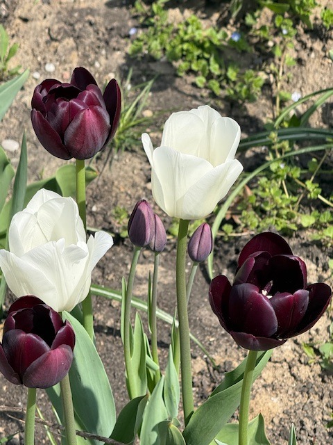 Tulipa Royal Virgin, Tulipa Queen of Night