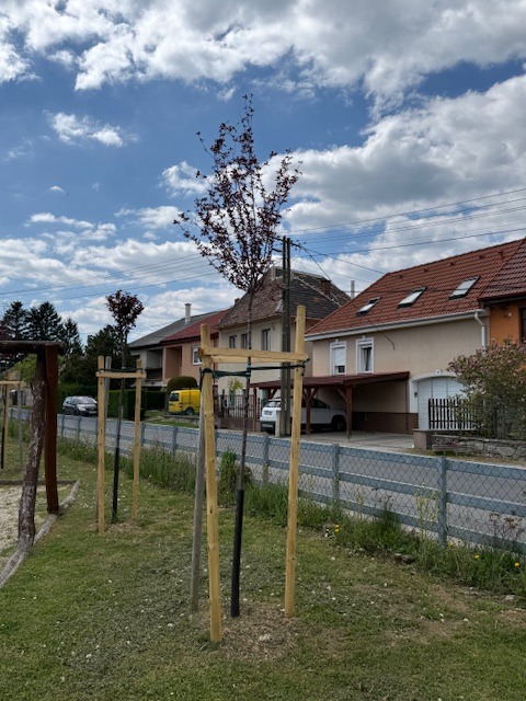 Prunus cerasifera"Nigra"