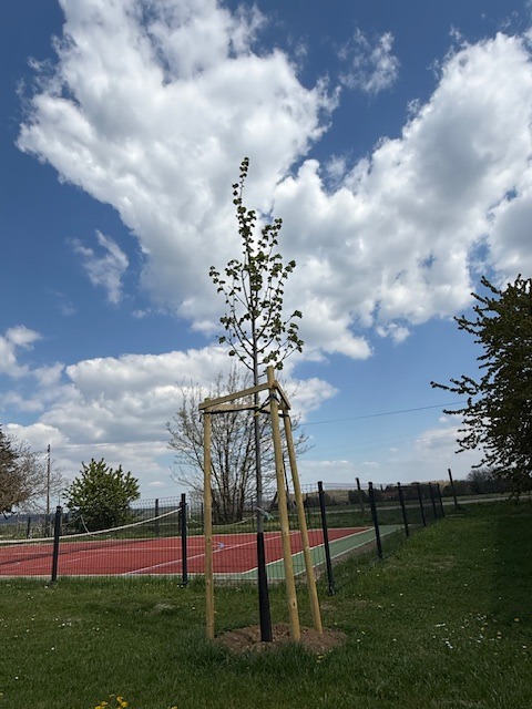 Tilia tomentosa "Szeleste"