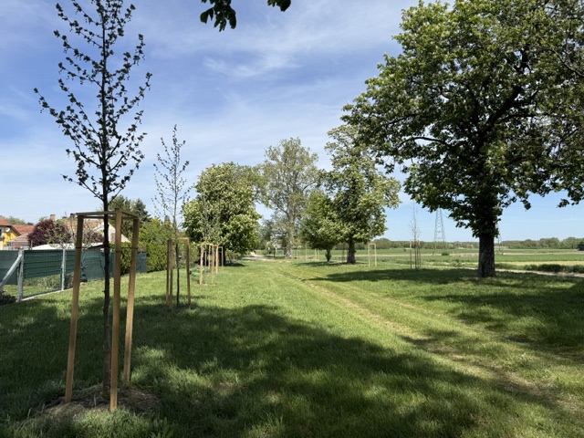 Platanus acerifolia