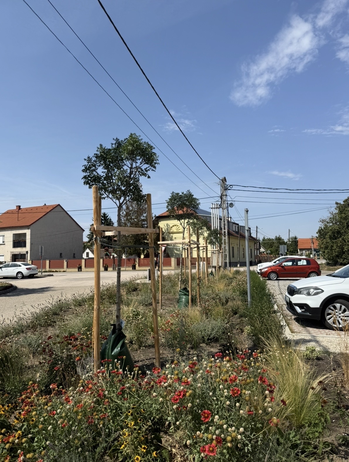 Gömb Kőris 2026